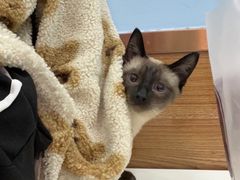 -瑞派·关忠动物医院·异宠专科·犬猫肿瘤·皮肤专科(望京店)