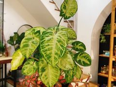 -森野花艺培训·企业团建活动沙龙