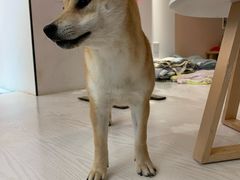 -浣熊柯尔鸭土拨鼠·电玩咖