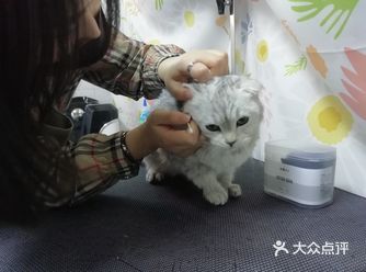 记录小猫咪第一次外面洗澡～