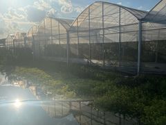 -马陆小张葡萄园农家乐