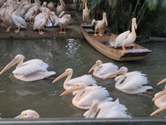 -广州长隆飞鸟乐园