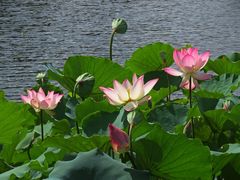 -荔湾湖公园