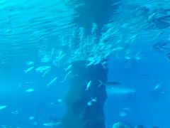 -北戴河圣蓝海洋公园