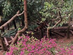 -成都大熊猫繁育研究基地