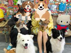 -汪说·狗咖·拼豆·宠物周边DIY(旺城大厦店)