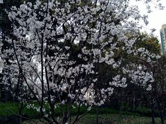 -徐家汇源景区-衡山公园