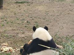 -上海野生动物园