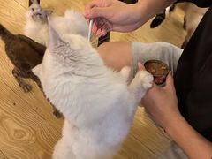 -萌喵咖啡屋(人民东路4号口M16商铺店)