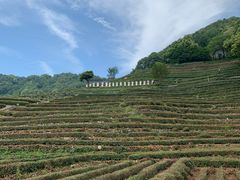 -龙井壹号·茶缘山景宴(龙井村店)