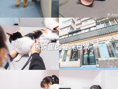 -特一安24小时宠物医院·骨科·中兽医