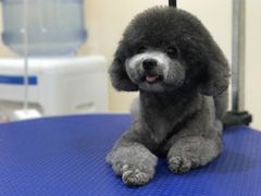 -PETKIT小佩宠物(古北店)