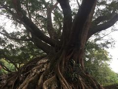 -广州市石门国家森林公园