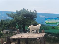 -西霞口神雕山野生动物世界