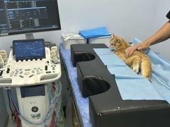 -纳吉亚猫专科动物诊疗中心(蒋宅口分院)