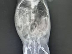 -瑞派·关忠动物医院·异宠专科·犬猫肿瘤·皮肤专科(望京店)