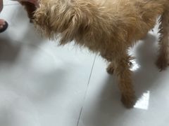 -芭比堂动物医院·心脏科·老年急重症·夜诊·吉雅分院