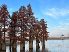 -池杉湖湿地公园