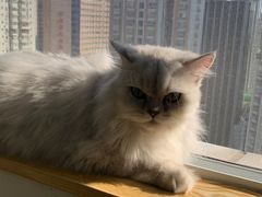 -Heymao猫咖.咖啡厅(东门店)