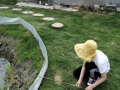 -南汇新场正宗水蜜桃采摘