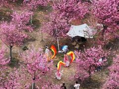 -天适樱花悠乐园