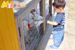 点击看大图 -前小桔亲子创意农场·草莓采摘·露营烧烤