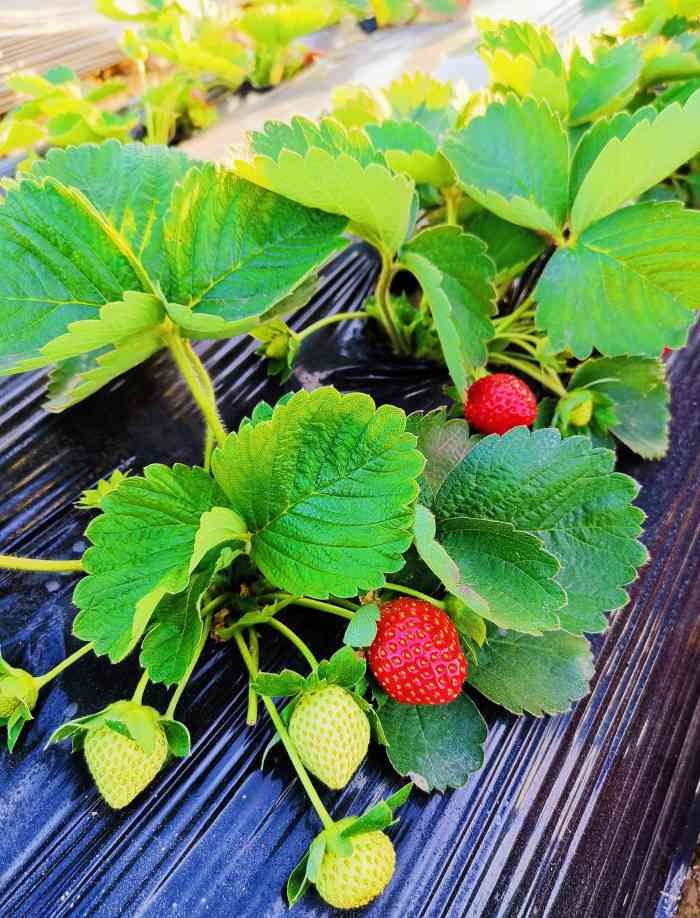 古港草莓园-"就在黄埔古港附近,开车到石基村村口,适逢.