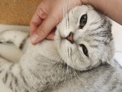-中农国际动物医院24小时·猫科·骨科·急重症中心
