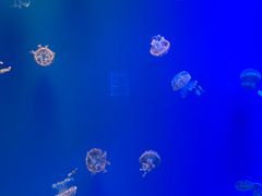 -福州罗源湾海洋世界旅游区