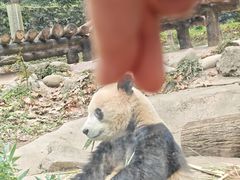 -都江堰中华大熊猫苑