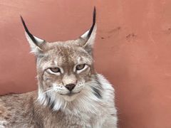 -青藏高原野生动物园