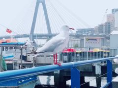 -悉尼鱼市场