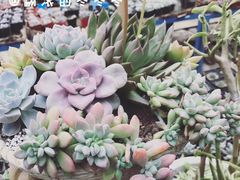 -三圣花乡旅游区