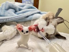 -美联众合动物医院·24h转诊中心