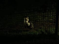 -企鹅岛