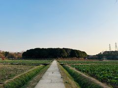 -八卦田遗址公园