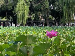 -四川大学(望江校区)