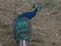 -丽泽山庄·生态怀柔菜·虹鳟鱼(红螺寺店)