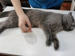 -瑞派动物医院·绝育·犬猫全科·预防医学(光景江南中店)