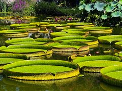 -国家植物园南园