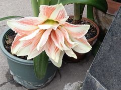 -老鼎万春卤菜(五代传承创始老店)