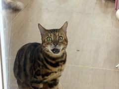 -阿姨牛杂(北京路店)