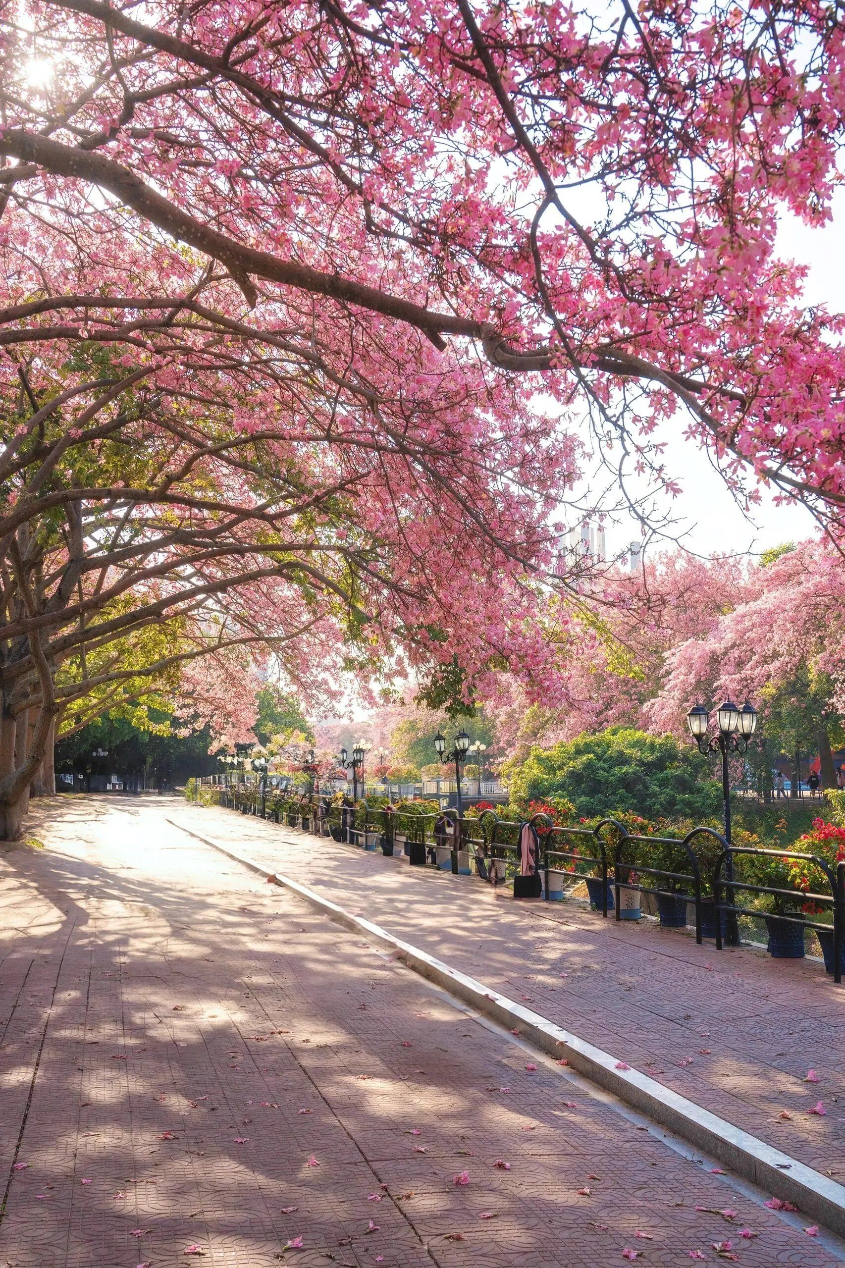 广州软件学院赏异木棉