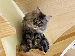 -猫和宫(六道口店)
