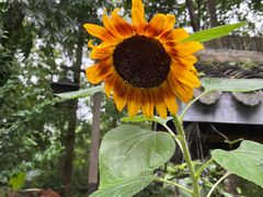 景点-西溪国家湿地公园