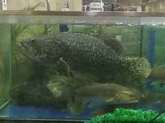 -东江海鲜酒家(艺都分店)