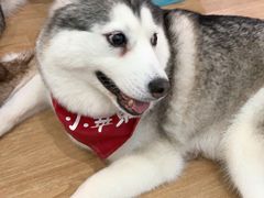 -Husky Go! 哈士奇体验馆·宠物咖啡厅狗咖
