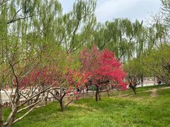 -莲花池公园