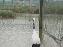 -盐城丹顶鹤湿地生态旅游区