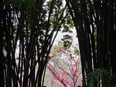 -望江楼公园